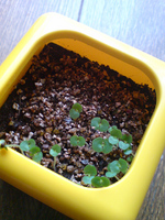 20100508141901