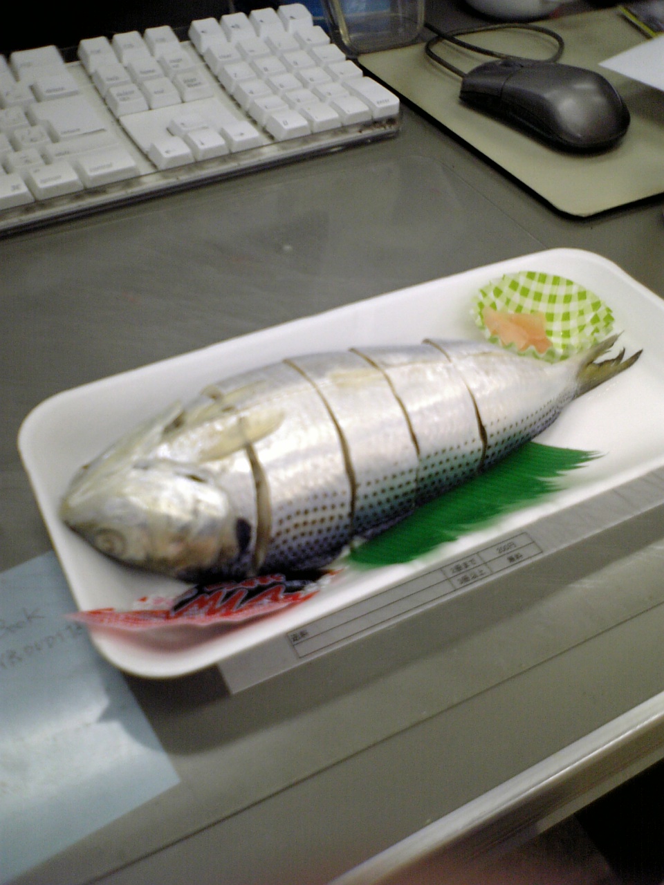 コノシロ 釣り人の談話室