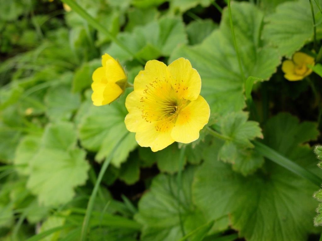 2019年7月7日 渓風小舎便り2 2019年7月7日 渓風小舎便り2