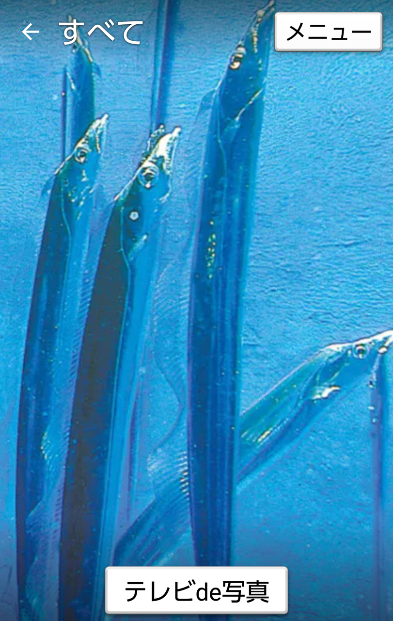 太刀魚 たちの魚 帯魚 たいぎょ たち ハックン俳句でしょ 愛犬ハックと俳句を楽しむ日々 太刀魚 たちの魚 帯魚 たいぎょ たち ハックン俳句でしょ 愛犬ハックと俳句を楽しむ日々