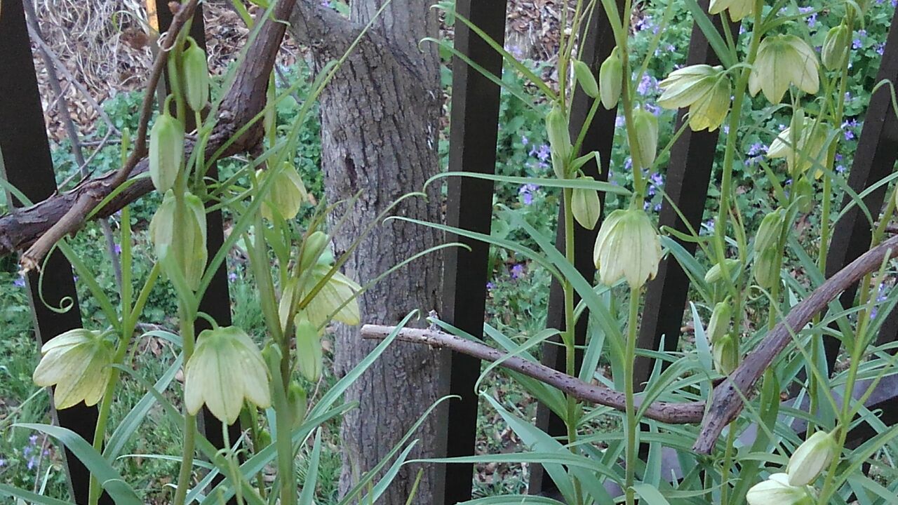 貝母 ばいも の花 編笠百合 母栗 春百合 初百合 ハックン俳句でしょ 愛犬ハックと俳句を楽しむ日々