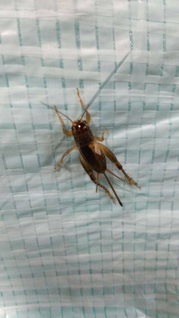 こおろぎ 蟋蟀 ちちろ虫 ちちろ つづれさせ 蛼 蛩 蛬 こおろぎ ハックン俳句でしょ 愛犬ハックと俳句を楽しむ日々