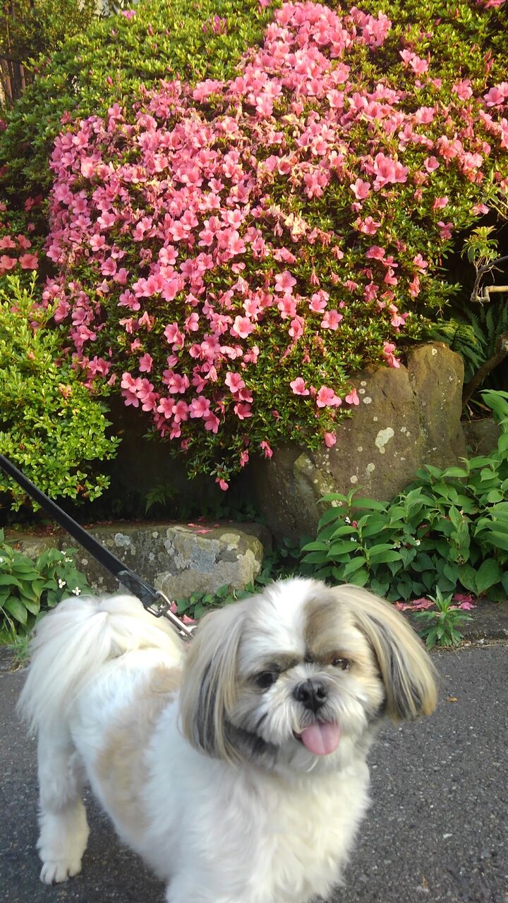 俳句 ハックン俳句でしょ 愛犬ハックと俳句を楽しむ日々 俳句 ハックン俳句でしょ 愛犬ハックと俳句を楽しむ日々