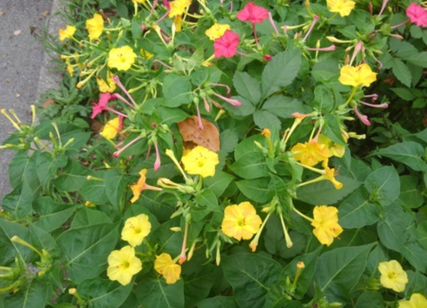 おしろい花 白粉花 おしろい 夕化粧 ハックン俳句でしょ 愛犬ハックと俳句を楽しむ日々 おしろい花 白粉花 おしろい 夕化粧 ハックン俳句でしょ 愛犬ハックと俳句を楽しむ日々