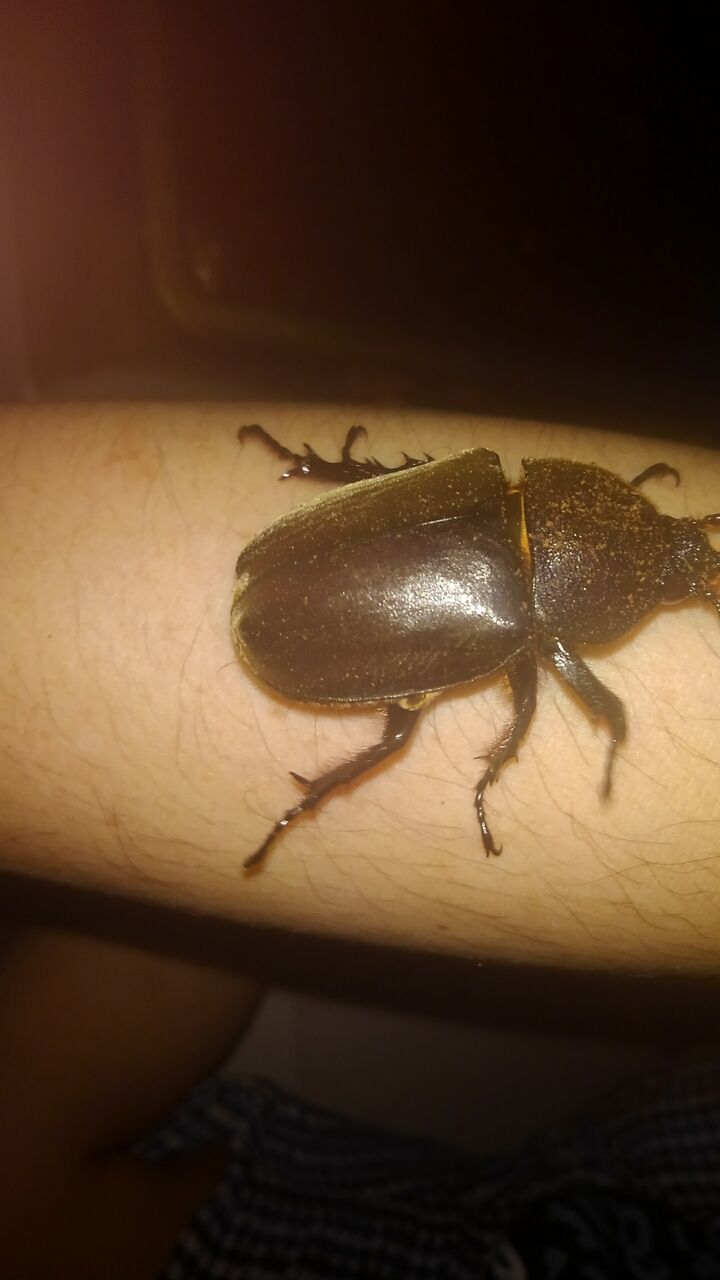 兜虫 甲虫 皀莢 さいかち 虫 鬼虫 源氏虫 ハックン俳句でしょ 愛犬ハックと俳句を楽しむ日々