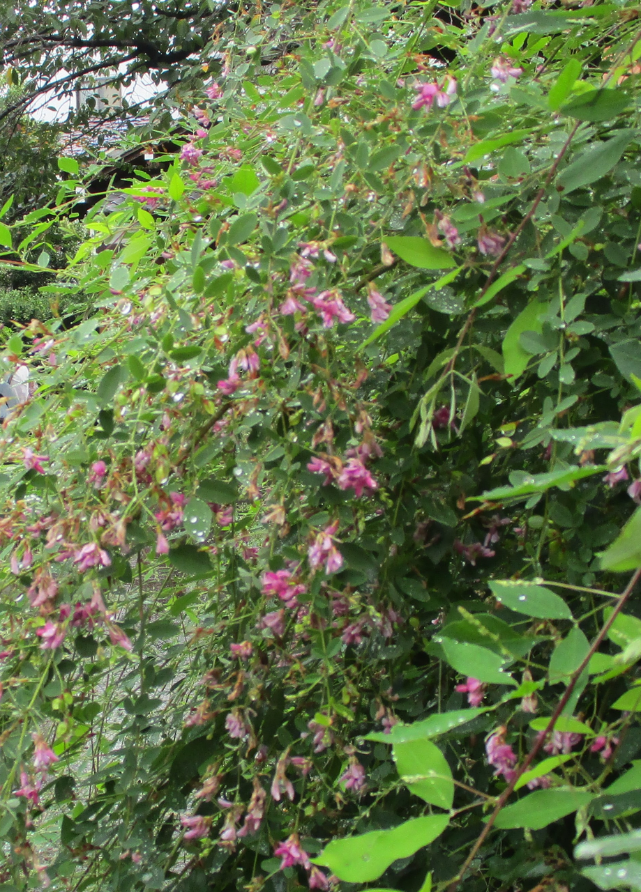 萩 白萩 真萩 宮城野萩 山萩 野萩 小萩 こぼれ萩 萩の戸 萩の宿 萩見等々 ハックン俳句でしょ 愛犬ハックと俳句を楽しむ日々 萩 白萩 真萩 宮城野萩 山萩 野萩 小萩 こぼれ萩 萩の戸 萩の宿 萩見等々 ハックン俳句でしょ 愛犬ハックと俳句を楽しむ日々