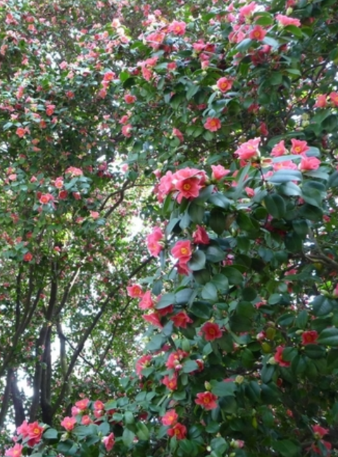花木苗 椿 侘助椿 小輪 紅侘助 花色は紅色 ３号 お年玉セール特価 紅侘助