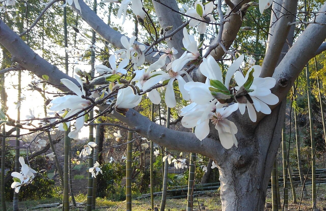 辛夷 こぶし 木筆 こぶし 山木蓮 こぶしはじかみ やまあららぎ 田打桜 幣こぶし別名姫こぶしなど ハックン俳句でしょ 愛犬ハックと俳句を楽しむ日々