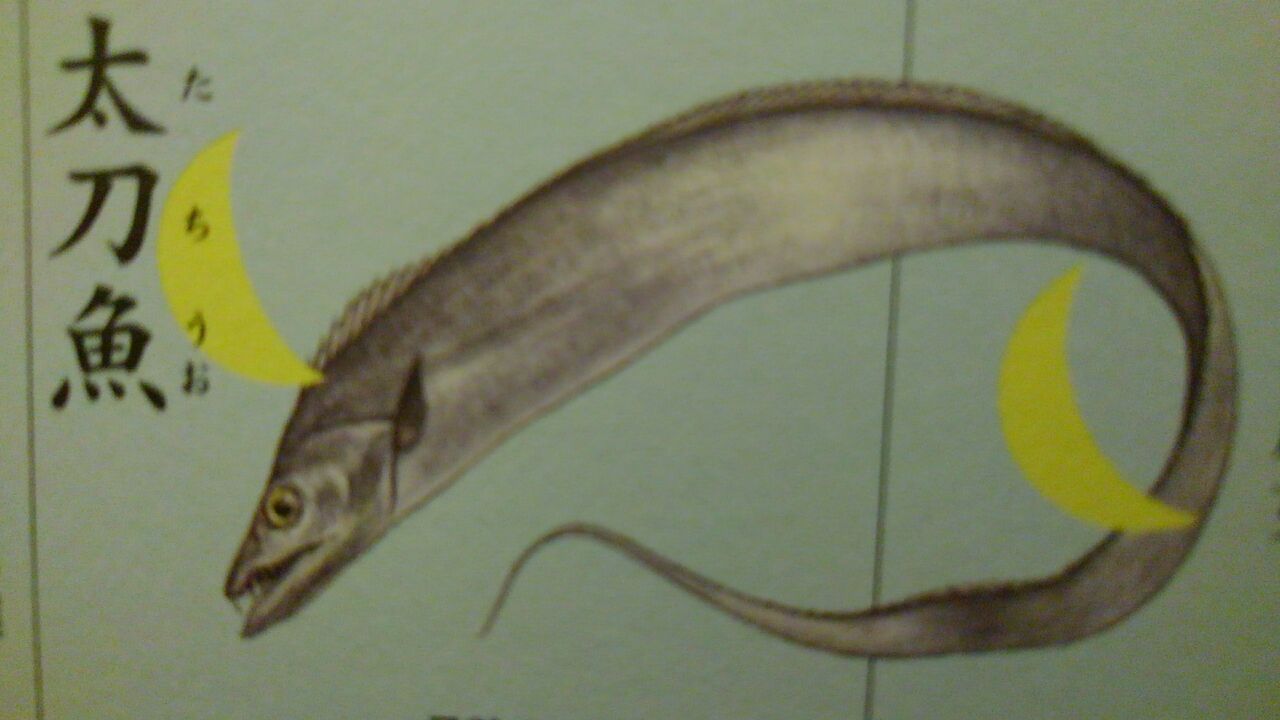 太刀魚 たちの魚 帯魚 たいぎょ たち ハックン俳句でしょ 愛犬ハックと俳句を楽しむ日々 太刀魚 たちの魚 帯魚 たいぎょ たち ハックン俳句でしょ 愛犬ハックと俳句を楽しむ日々