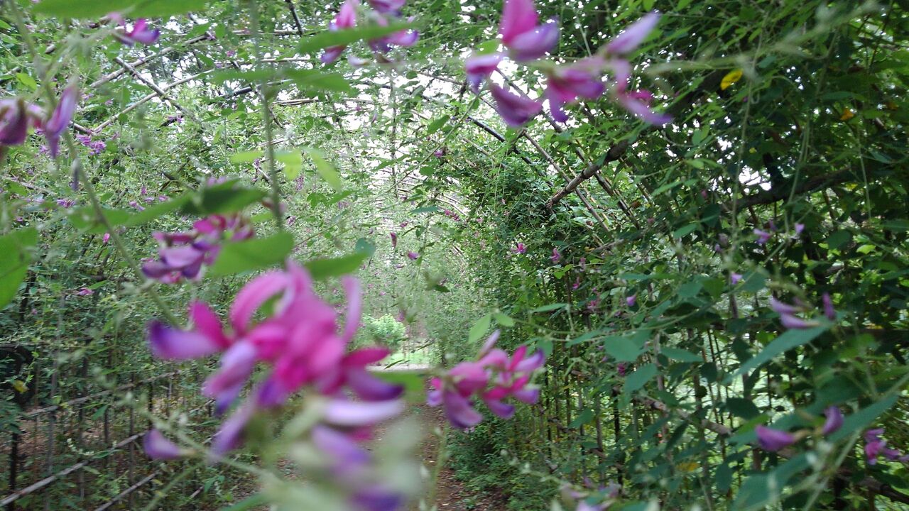 萩 山萩 こぼれ萩 萩の宿 萩の戸 野萩 白萩 乱れ萩など ハックン俳句でしょ 愛犬ハックと俳句を楽しむ日々 萩 山萩 こぼれ萩 萩の宿 萩の戸 野萩 白萩 乱れ萩など ハックン俳句でしょ 愛犬ハックと俳句を楽しむ日々