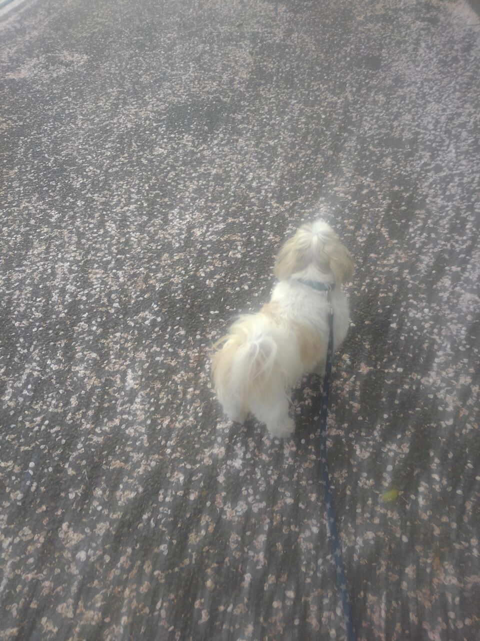 ハックン俳句でしょ 愛犬ハックと俳句を楽しむ日々 ハックン俳句でしょ 愛犬ハックと俳句を楽しむ日々