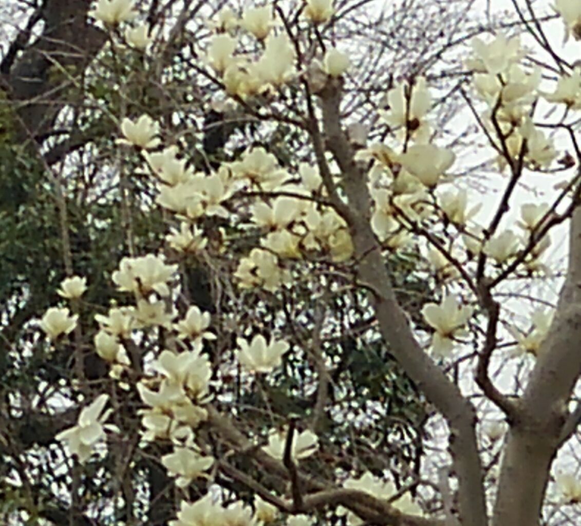 木蓮 白木蓮 はくれん 更紗木蓮 紫木蓮 烏木蓮 唐木蓮など ハックン俳句でしょ 愛犬ハックと俳句を楽しむ日々 木蓮 白木蓮 はくれん 更紗木蓮 紫木蓮 烏木蓮 唐木蓮など ハックン俳句でしょ 愛犬ハックと俳句を楽しむ日々