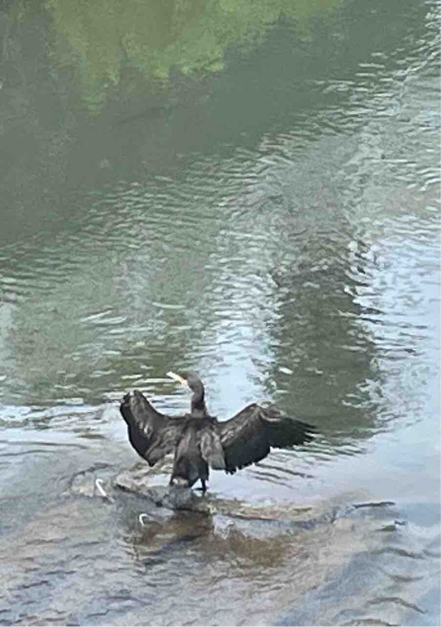 川鵜、河鵜、海鵜、鵜 : ハックン俳句でしょ! ~愛犬ハックと俳句を楽しむ日々~