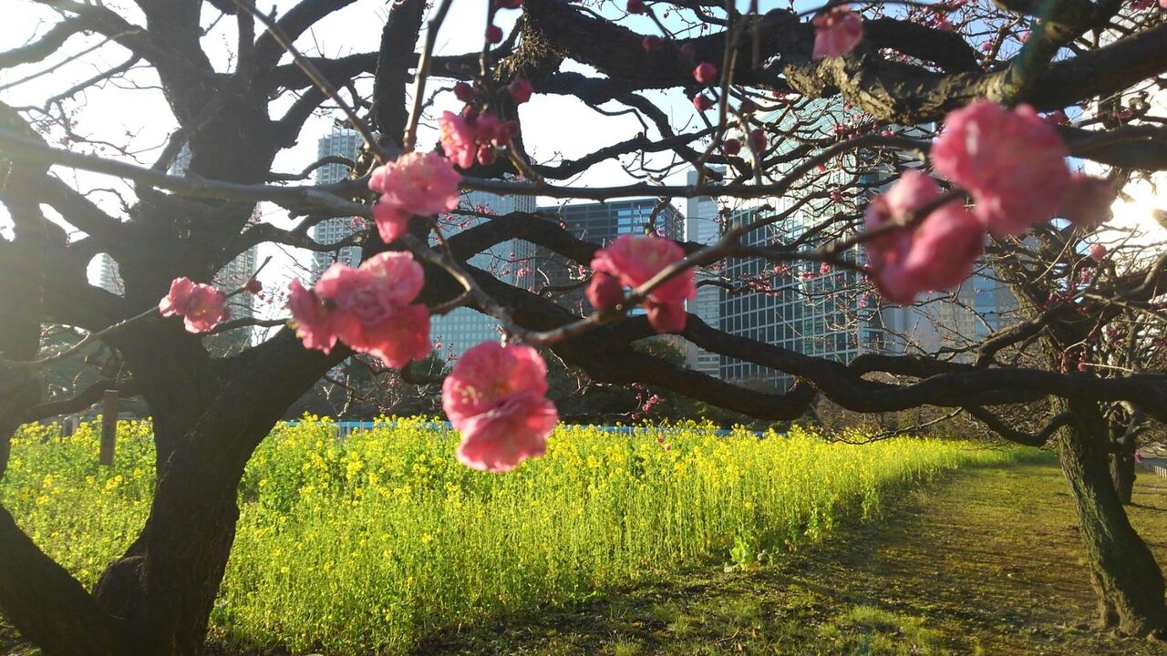 寒梅 冬の梅 寒紅梅 ハックン俳句でしょ 愛犬ハックと俳句を楽しむ日々