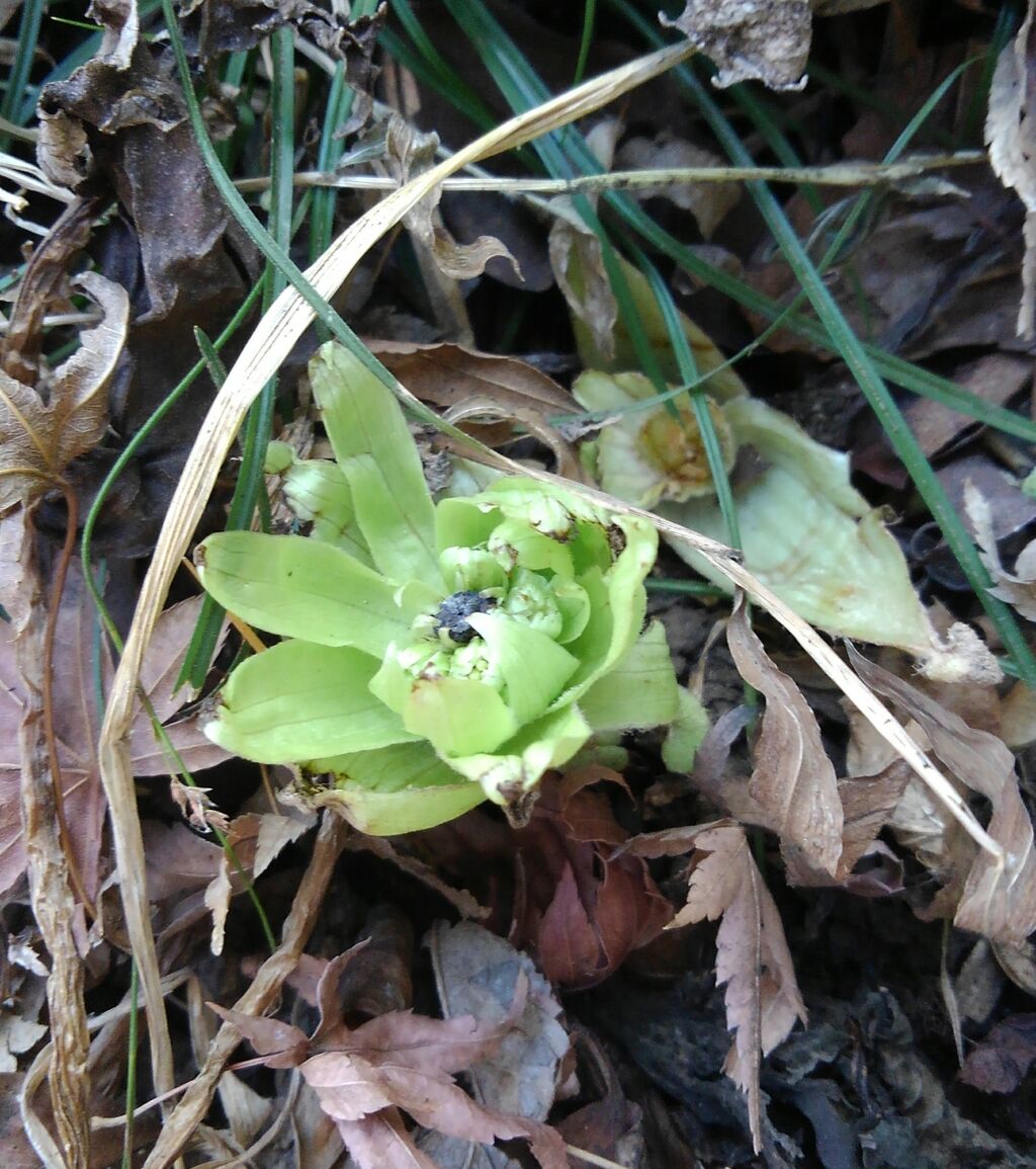 蕗の薹 ふきのとう 蕗の芽 蕗の花 ハックン俳句でしょ 愛犬ハックと俳句を楽しむ日々 蕗の薹 ふきのとう 蕗の芽 蕗の花 ハックン俳句でしょ 愛犬ハックと俳句を楽しむ日々