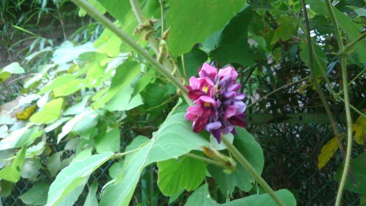 葛の花 花葛 はなくず ハックン俳句でしょ 愛犬ハックと俳句を楽しむ日々