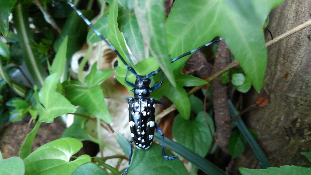 年07月08日 ハックン俳句でしょ 愛犬ハックと俳句を楽しむ日々