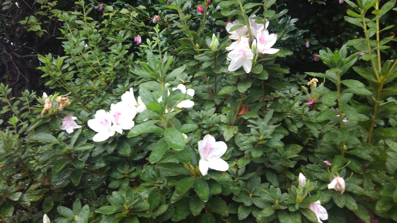 帰り花 返り花 帰り咲き 狂ひ花 狂ひ咲 ハックン俳句でしょ 愛犬ハックと俳句を楽しむ日々