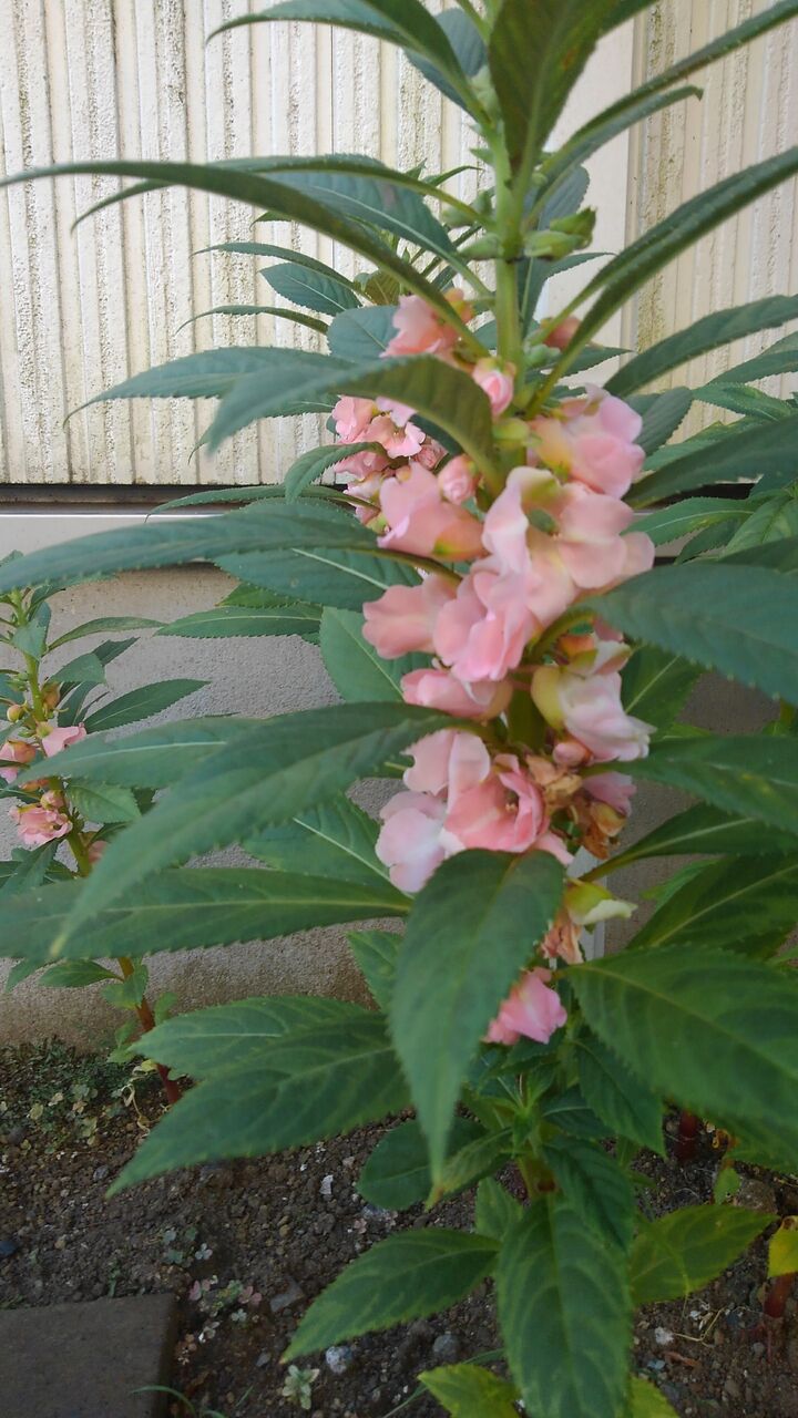 鳳仙花 つまべに つまくれなゐ 爪紅 ハックン俳句でしょ 愛犬ハックと俳句を楽しむ日々