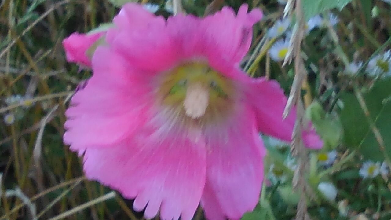 葵 立葵 花葵 ハックン俳句でしょ 愛犬ハックと俳句を楽しむ日々