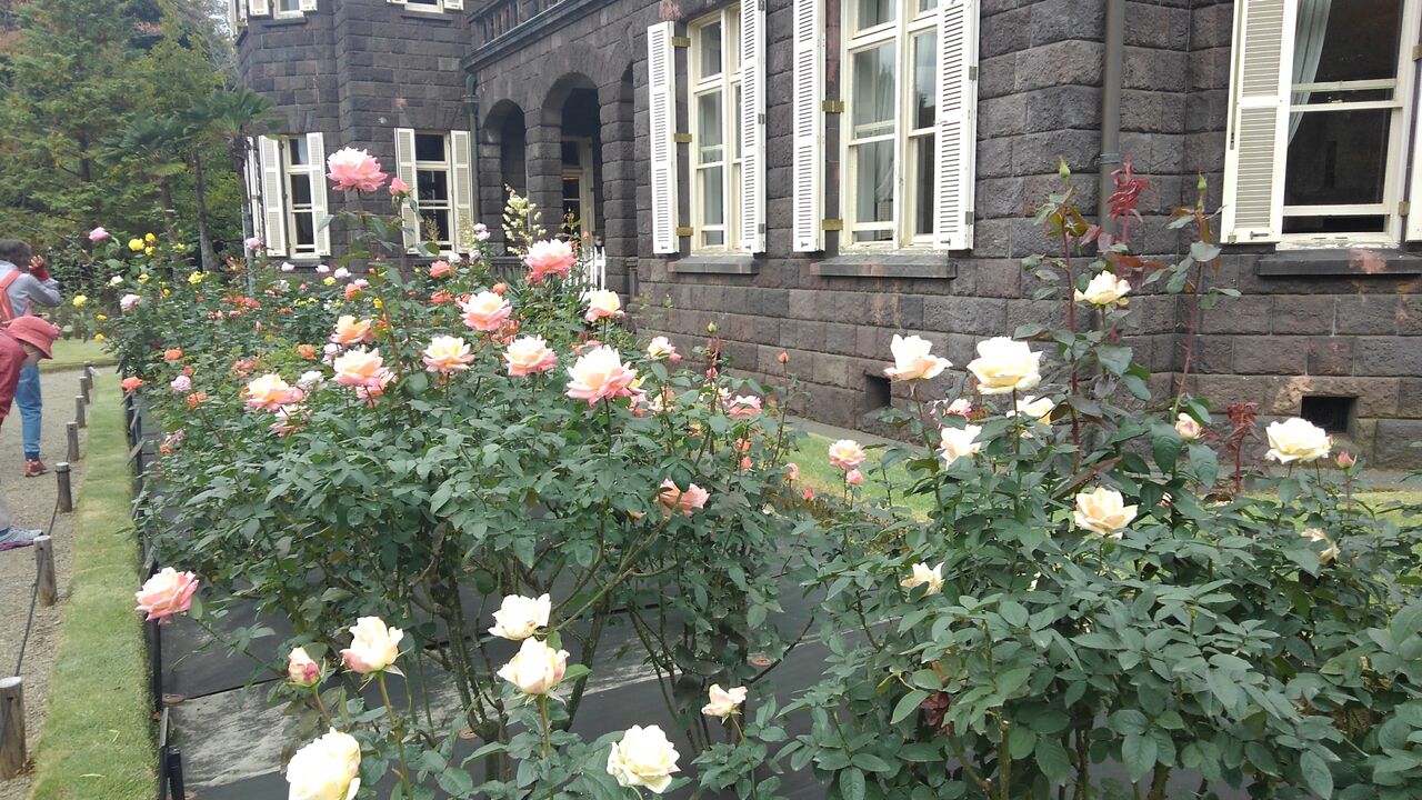 冬の薔薇 冬薔薇 ふゆそうび ハックン俳句でしょ 愛犬ハックと俳句を楽しむ日々