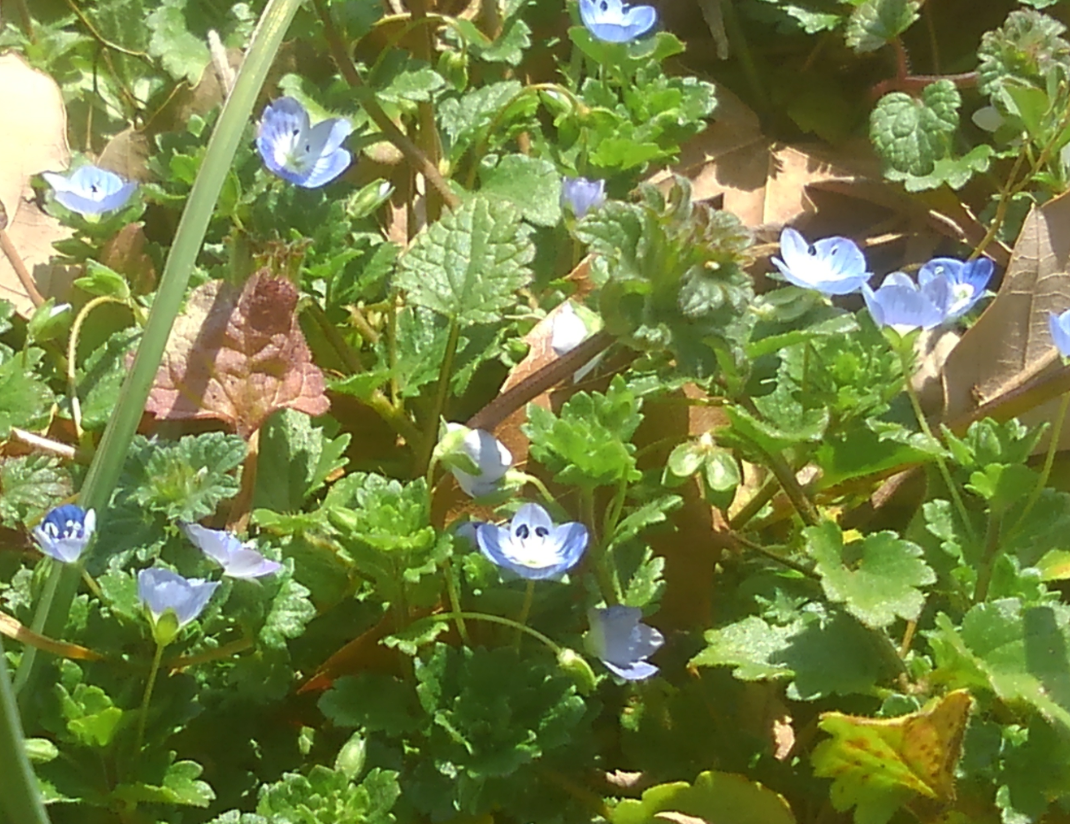 いぬふぐり 犬ふぐり いぬのふぐり ひょうたんぐさ ハックン俳句でしょ 愛犬ハックと俳句を楽しむ日々