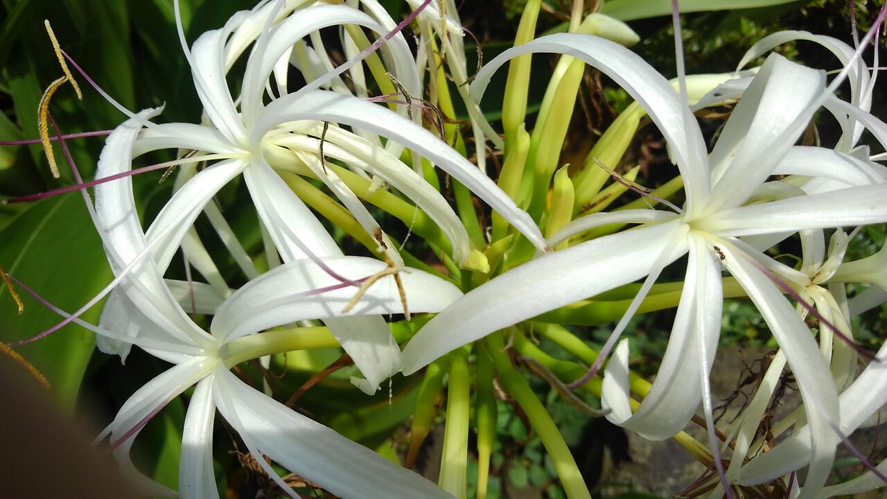 浜木綿の花 はまゆう 浜万年青 ハックン俳句でしょ 愛犬ハックと俳句を楽しむ日々