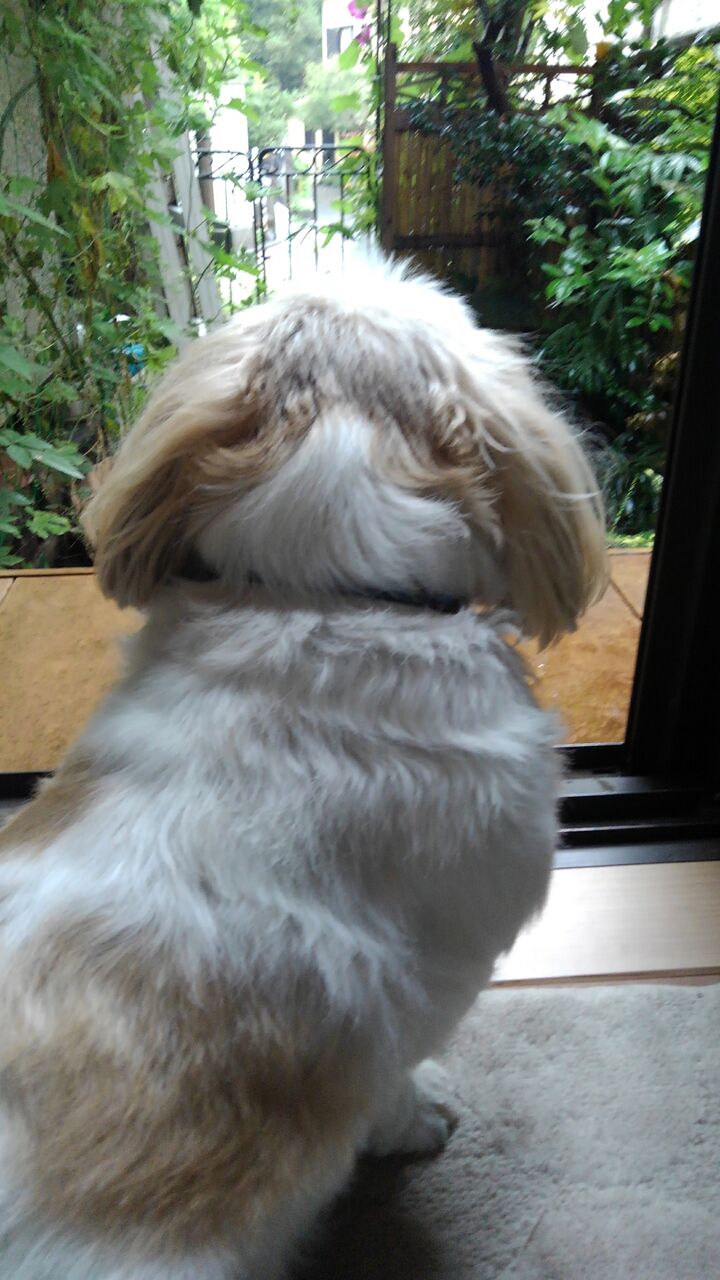 秋の雨 秋雨 秋霖 しゅうりん 後の村雨 むらさめ 秋の村雨 秋黴雨 あきついり など ハックン俳句でしょ 愛犬ハックと俳句を楽しむ日々