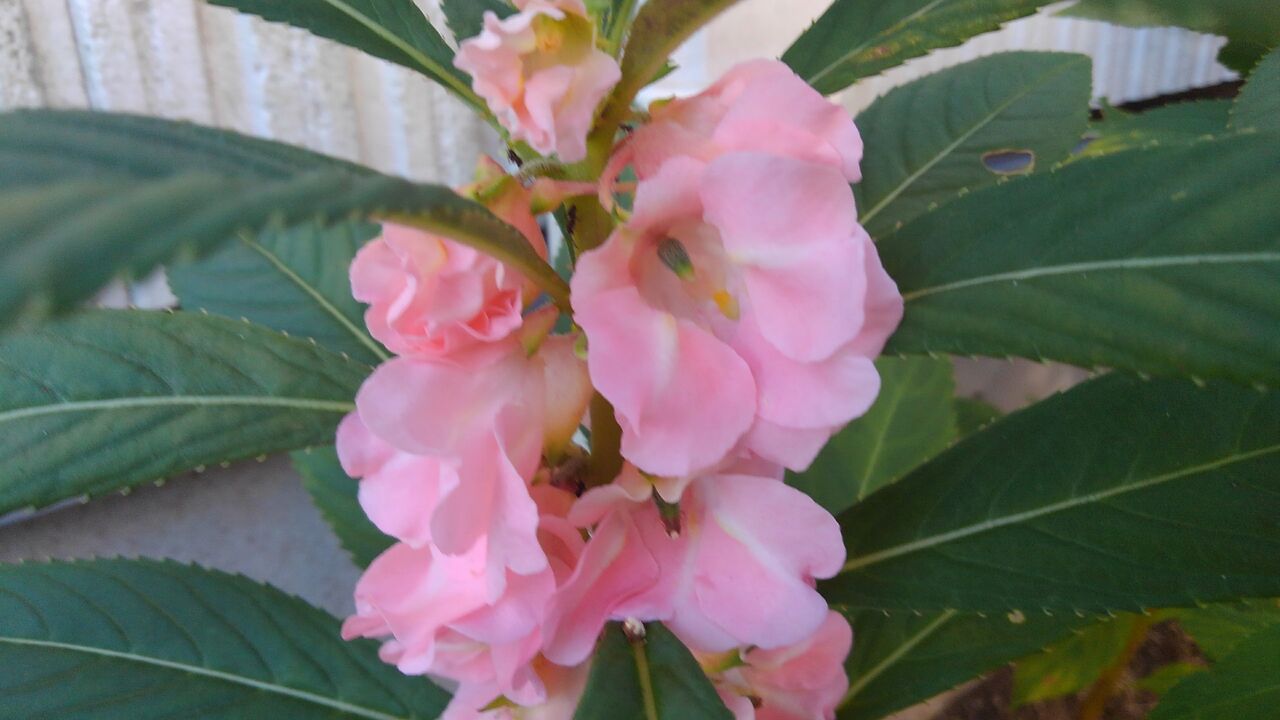 鳳仙花 つまべに つまくれなゐ 爪紅 ハックン俳句でしょ 愛犬ハックと俳句を楽しむ日々