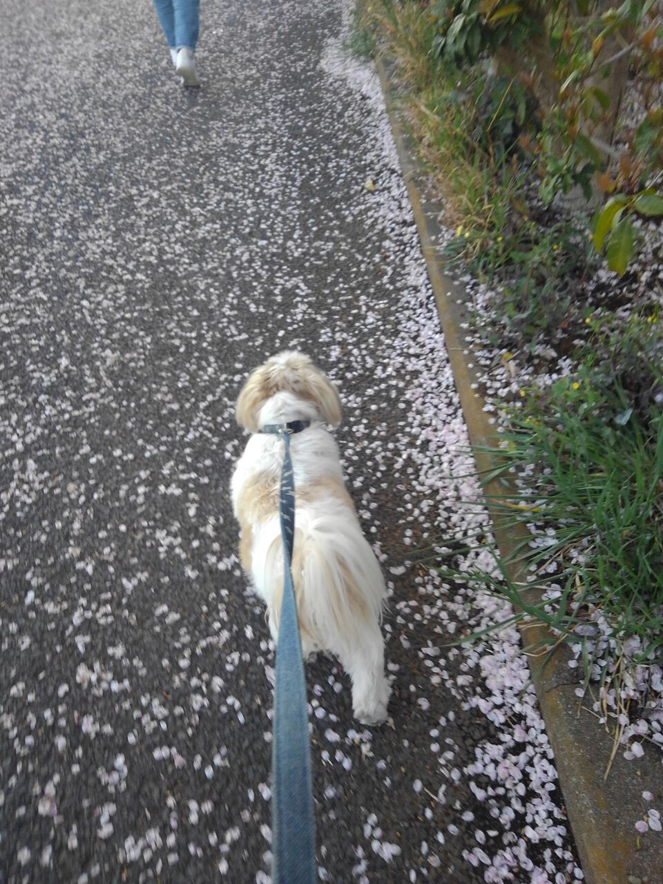 ハックン俳句でしょ 愛犬ハックと俳句を楽しむ日々 ハックン俳句でしょ 愛犬ハックと俳句を楽しむ日々