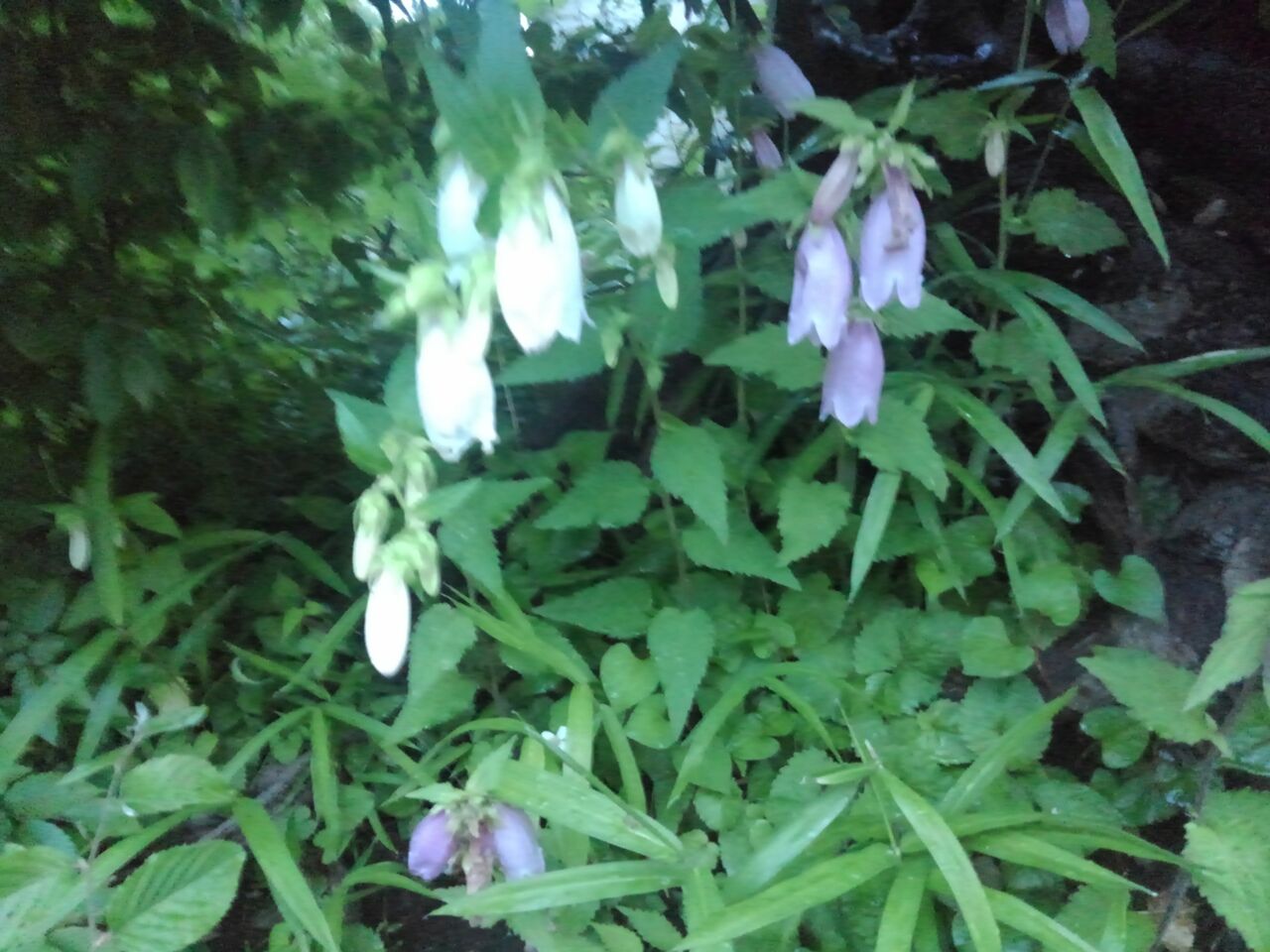 蛍袋 釣鐘草 提灯花 ちょうちんばな 風鈴草 カンパニュラ ハックン俳句でしょ 愛犬ハックと俳句を楽しむ日々 蛍袋 釣鐘草 提灯花 ちょうちんばな 風鈴草 カンパニュラ ハックン俳句でしょ 愛犬ハックと俳句を楽しむ日々