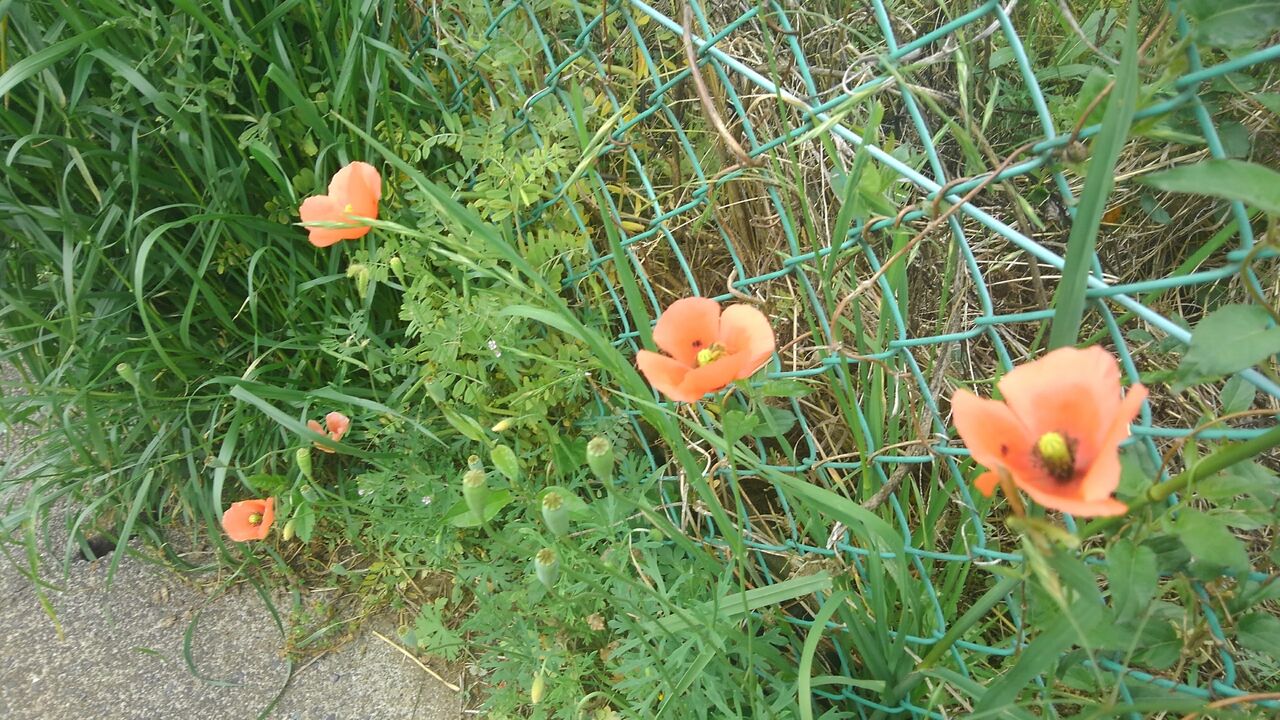 雛罌粟 ひなげし 芥子の花 罌粟 虞美人草 ぐびじんそう 美人草 ポピー コクリコ ハックン俳句でしょ 愛犬ハックと俳句を楽しむ日々