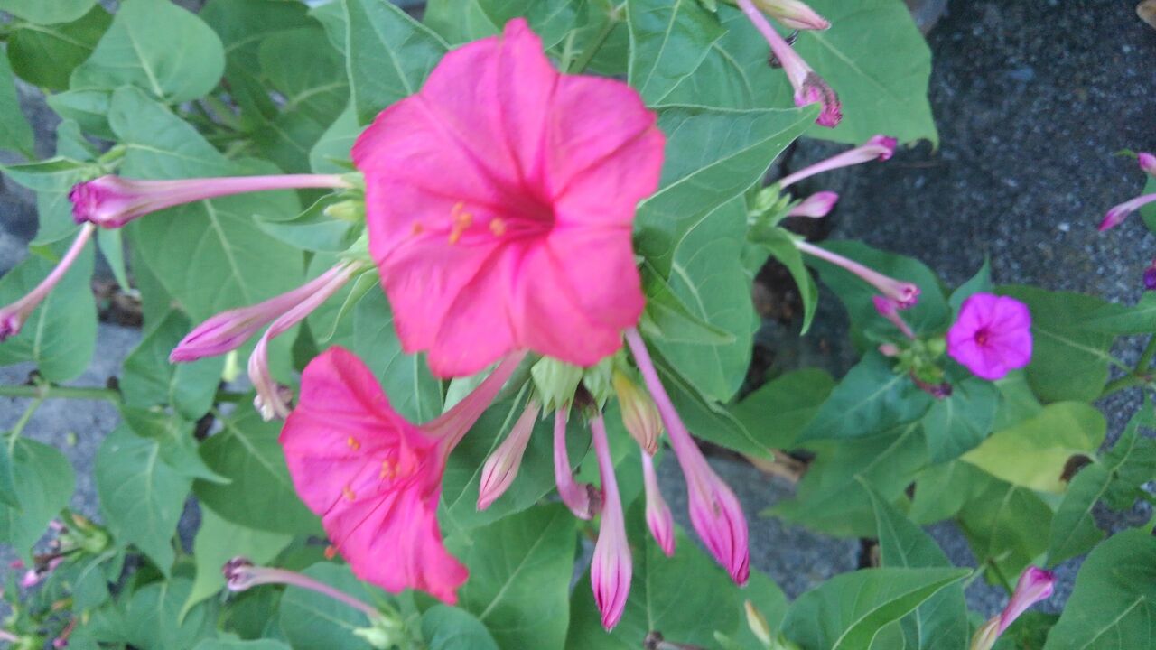 白粉の花 おしろい 白粉花 夕化粧 ハックン俳句でしょ 愛犬ハックと俳句を楽しむ日々 白粉の花 おしろい 白粉花 夕化粧 ハックン俳句でしょ 愛犬ハックと俳句を楽しむ日々