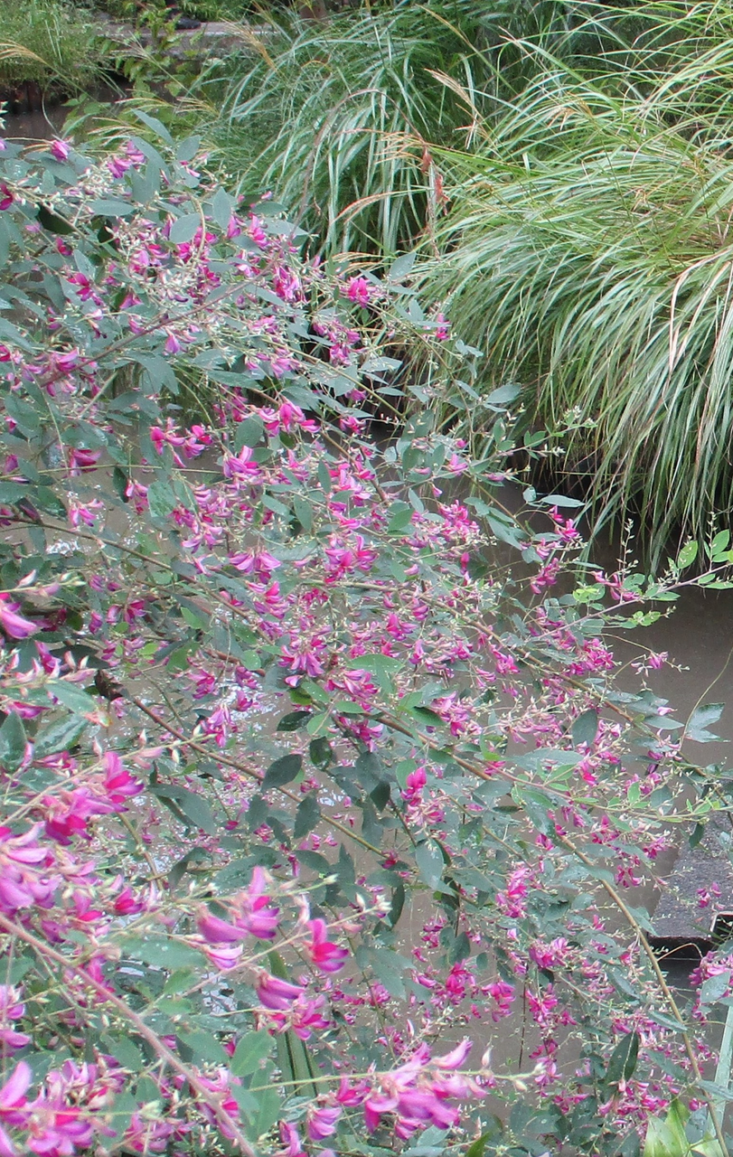 萩 白萩 真萩 宮城野萩 山萩 野萩 小萩 こぼれ萩 萩の戸 萩の宿 萩見等々 ハックン俳句でしょ 愛犬ハックと俳句を楽しむ日々 萩 白萩 真萩 宮城野萩 山萩 野萩 小萩 こぼれ萩 萩の戸 萩の宿 萩見等々 ハックン俳句でしょ 愛犬ハックと俳句を楽しむ日々