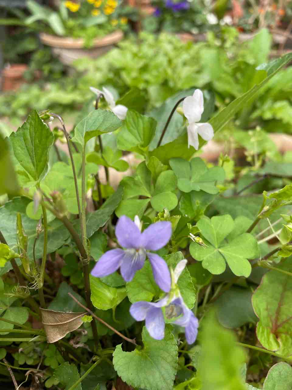 すみれ、菫、花菫、壺菫、菫野、菫摘むなど : ハックン俳句でしょ! ~愛犬ハックと俳句を楽しむ日々~