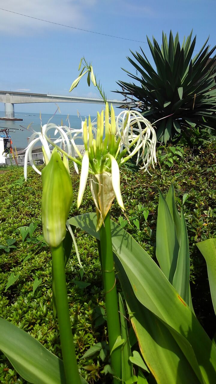 浜木綿の花 はまゆう 浜万年青 ハックン俳句でしょ 愛犬ハックと俳句を楽しむ日々 浜木綿の花 はまゆう 浜万年青 ハックン俳句でしょ 愛犬ハックと俳句を楽しむ日々