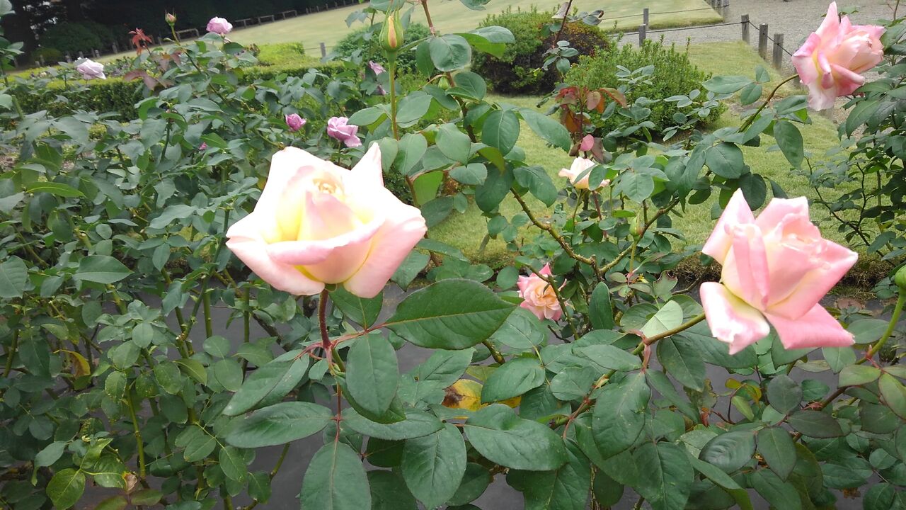 冬の薔薇 冬薔薇 ふゆそうび ハックン俳句でしょ 愛犬ハックと俳句を楽しむ日々