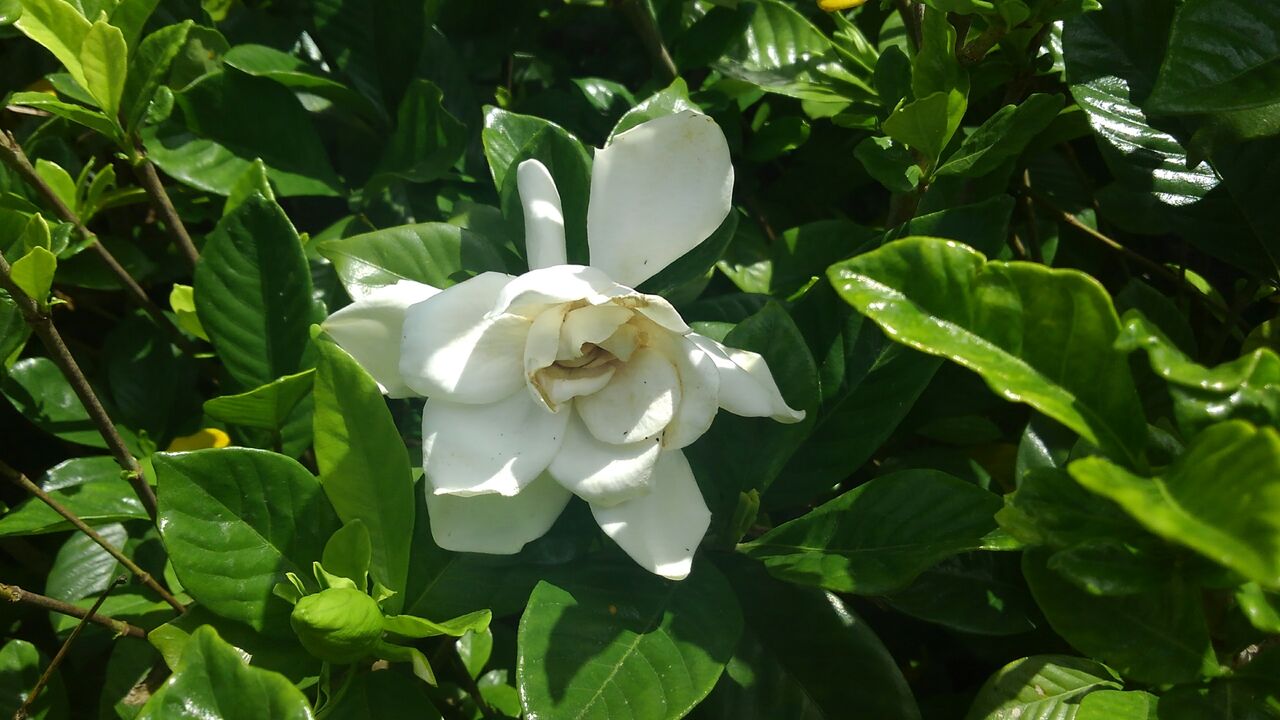 山梔子 くちなし の花 花梔子 梔子 くちなし ハックン俳句でしょ 愛犬ハックと俳句を楽しむ日々