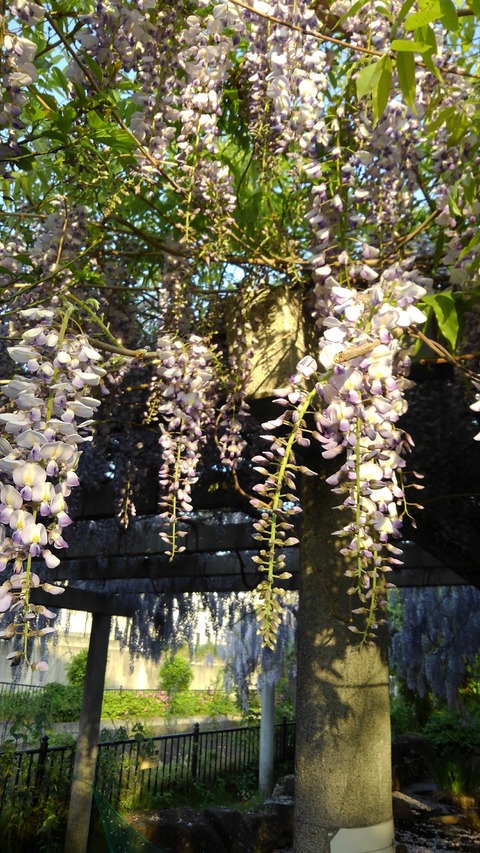 藤 野田藤 白花藤 山藤 野藤 藤の花 ハックン俳句でしょ 愛犬ハックと俳句を楽しむ日々