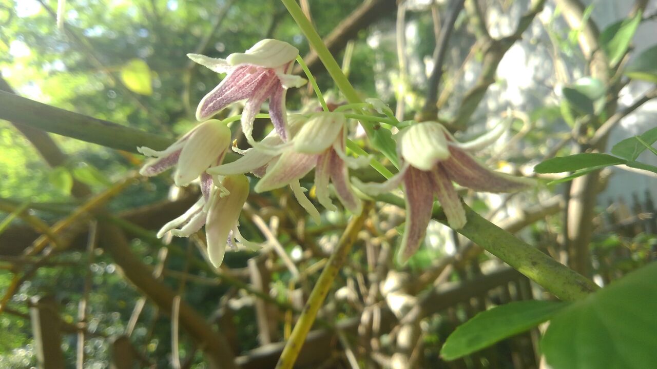 郁子の花 むべの花 うべの花 野木瓜 常磐あけび ハックン俳句でしょ 愛犬ハックと俳句を楽しむ日々