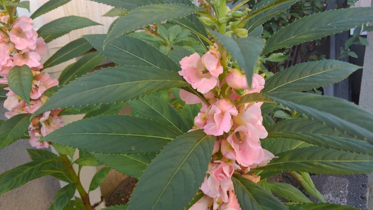 鳳仙花 つまべに つまくれなゐ 爪紅 ハックン俳句でしょ 愛犬ハックと俳句を楽しむ日々