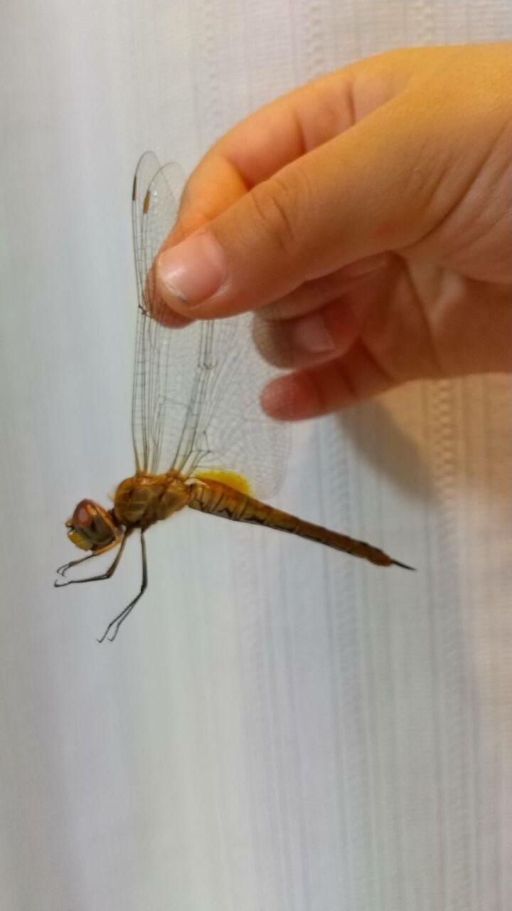 蜻蛉 とんぼ とんぼう あきつ やんま とんぼつり 赤蜻蛉 秋茜 塩辛とんぼ 糸とんぼなど ハックン俳句でしょ 愛犬ハックと俳句を楽しむ日々