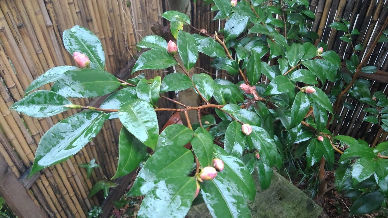 寒の雨 寒雨 かんう ハックン俳句でしょ 愛犬ハックと俳句を楽しむ日々