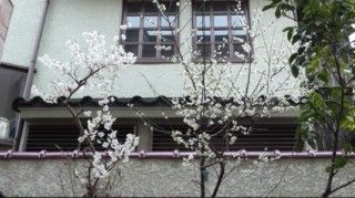 sakura
