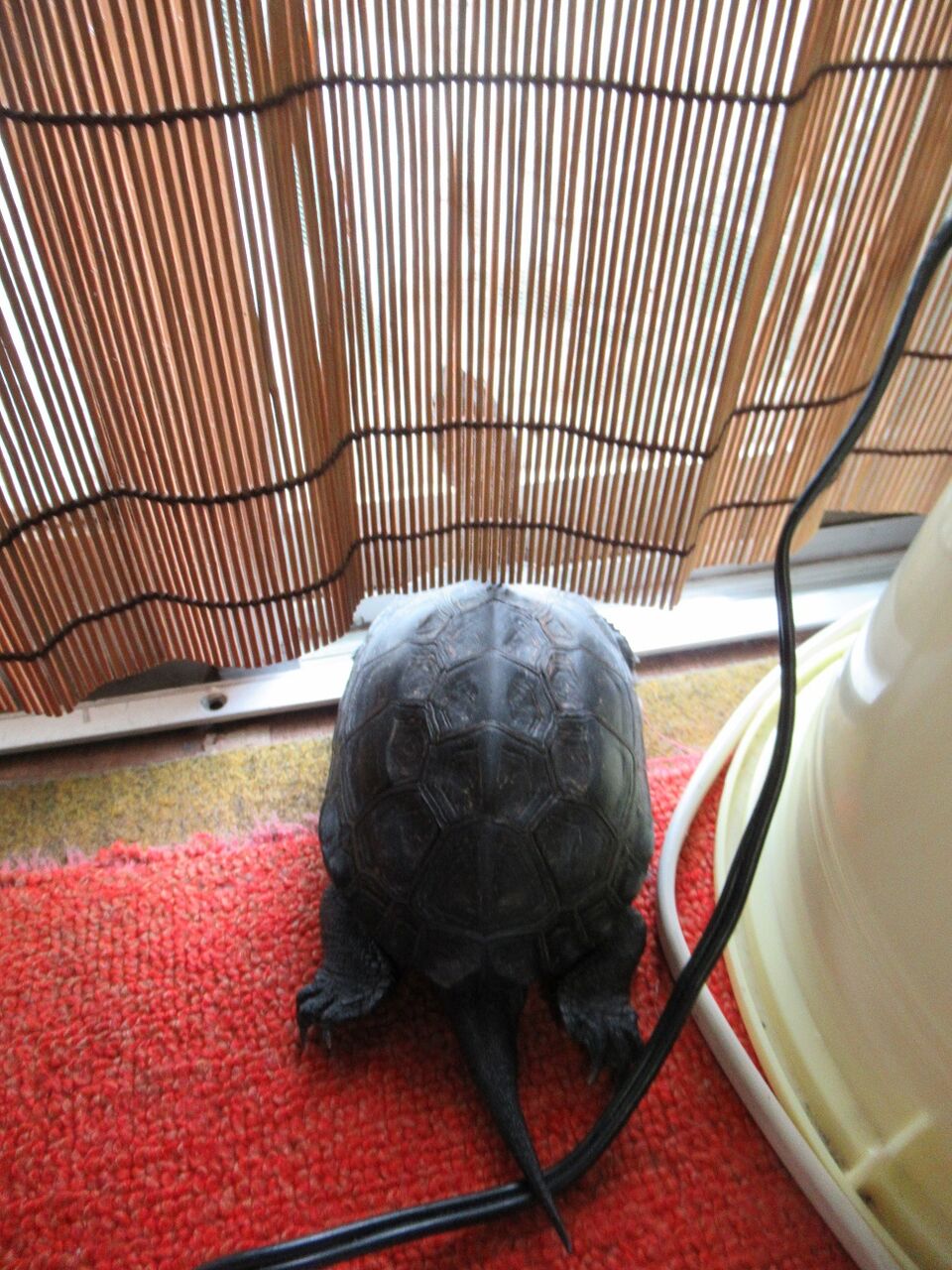 昼 カメ子 命と絵画と音楽と