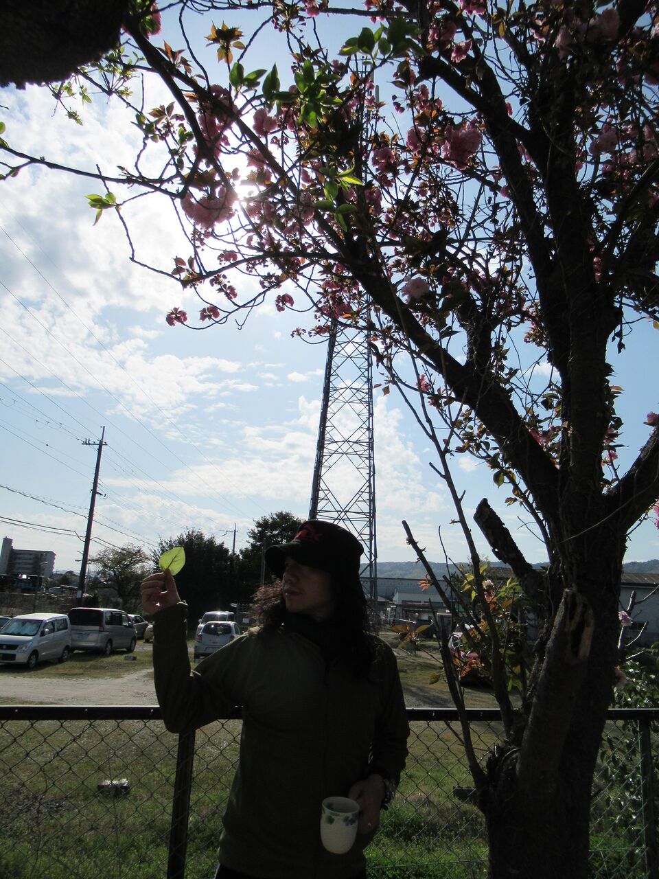 桜は八重桜 ボタン桜 By浅利政俊 命と絵画と音楽と