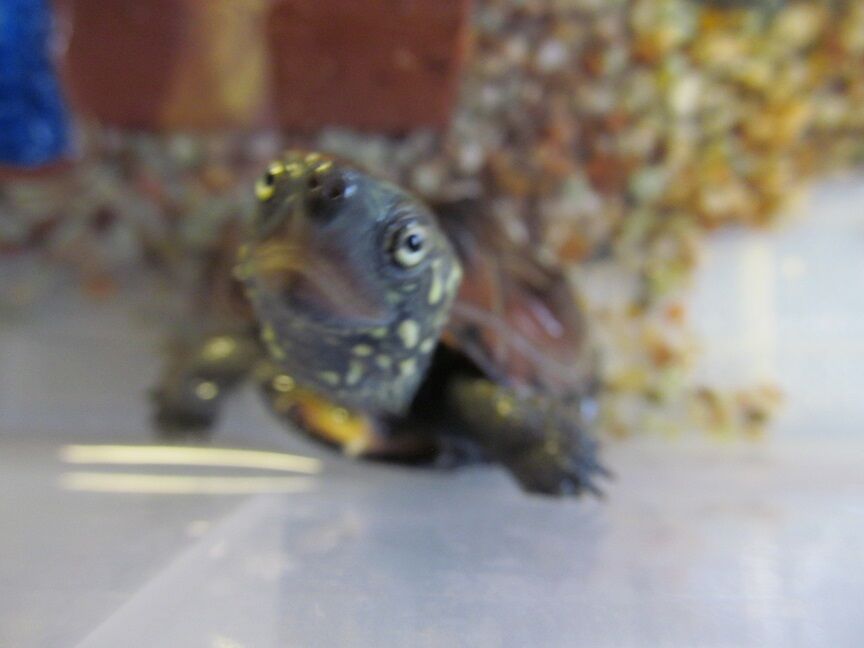 昼間のカメ子 命と絵画と音楽と