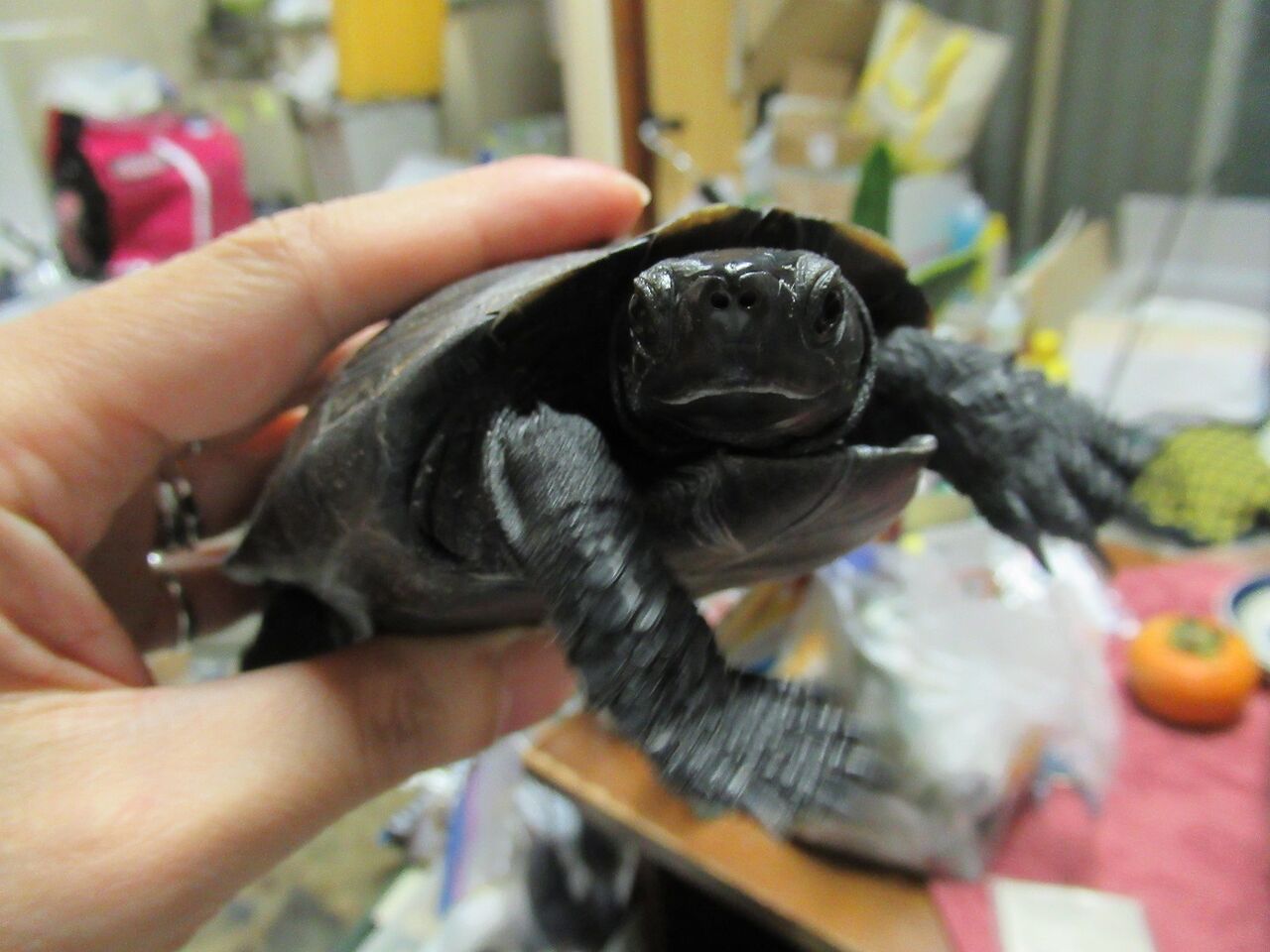 カメ子 命と絵画と音楽と