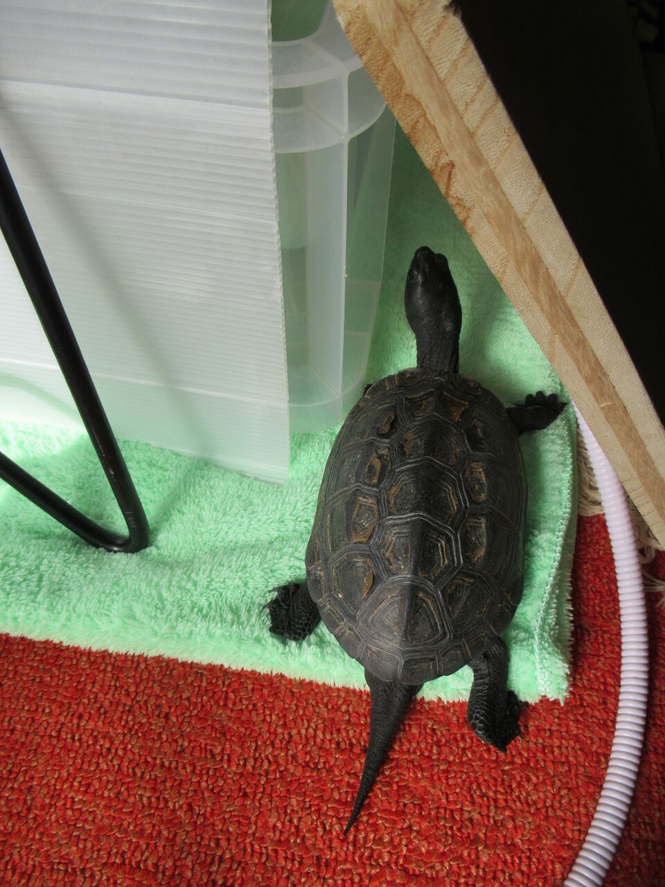 カメたち 日光浴 命と絵画と音楽と