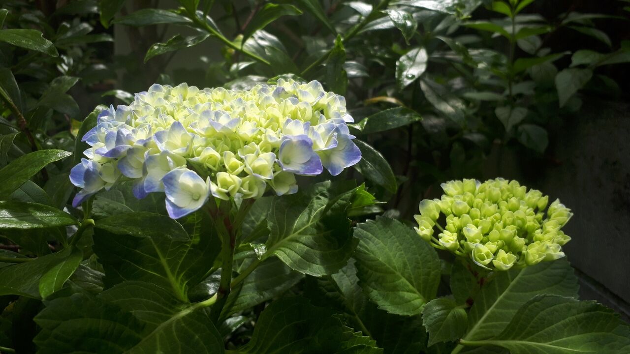 これからはアジサイの季節 日進町ネット ｂｌｏｇ